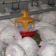 Ver producto02 PAL INDUSTRIES Comedero Pal para pavos M40 STAR 
